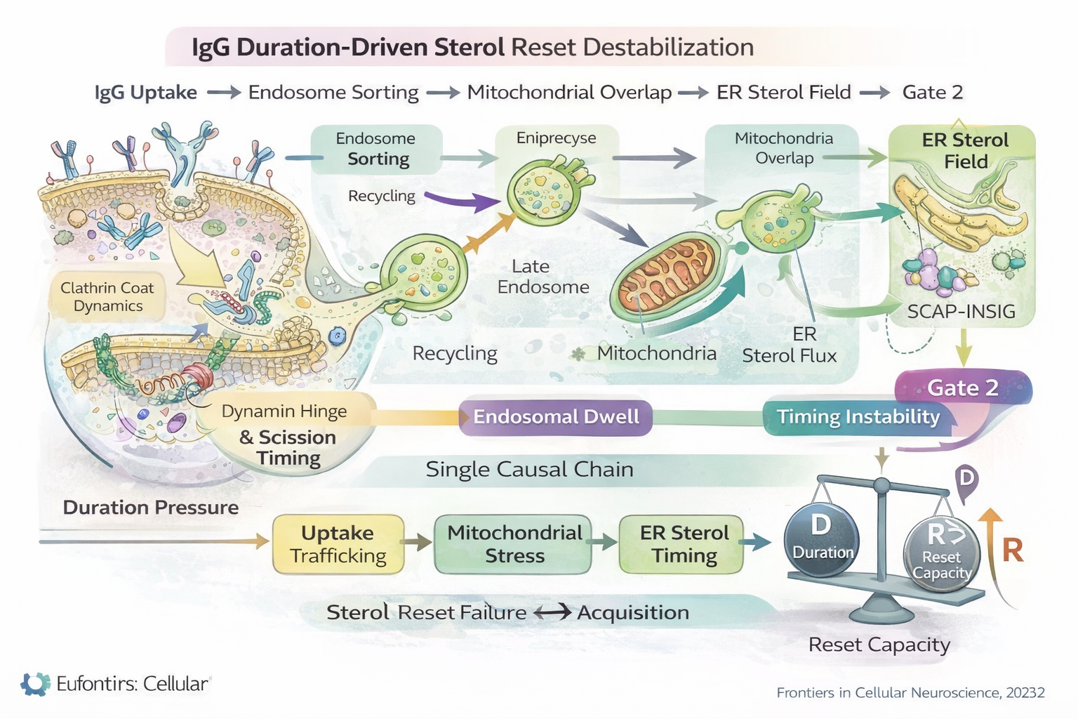 Diagram showing IgG uptake leading to endosomal sorting variability, mitochondrial overlap, ER sterol timing instability, and increased SCAP–INSIG retention probability culminating in D greater than R acquisition at Gate 2.
